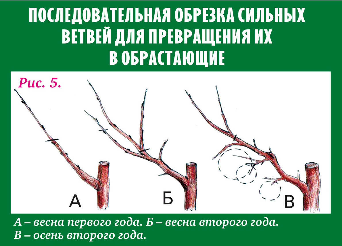 Обрезать лишнее – значит, дать новое | СЦ 